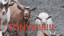 Tonya Goa Goat GIF - Tonya Goa Goa Goat GIFs