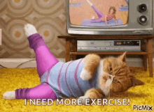 Cat Exercise GIF - Cat Exercise Workout GIFs