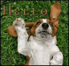 Dog Hello GIF - Dog Hello Wave GIFs