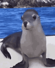 Yay Seal GIF - Yay Seal Laugh GIFs