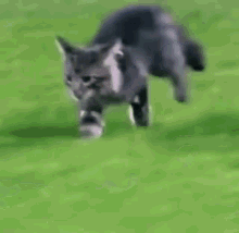 Cat On Field Cat Field GIF - Cat On Field Cat Field Cat GIFs