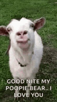 Crazy Goat Gifs Tenor