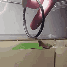 hoop fish pet jump tricks