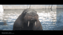 50first Dates Jocko The Walrus GIF - 50first Dates Jocko The Walrus Walrus GIFs
