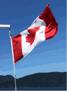 canada flag windy waving flag maple leaf