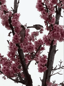 Flower Cherry Blossoms GIF - Flower Cherry Blossoms Birds GIFs
