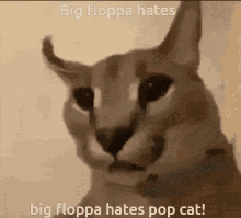 Flop Big Floppa GIF - Flop Big Floppa Pop Cat GIFs