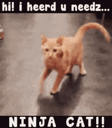 Funny Animals Hi I Heard You Need Ninja Cat GIF - Funny Animals Hi I Heard You Need Ninja Cat Ninja Cat GIFs