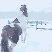 Horse Snow GIF - Horse Snow Play GIFs