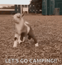 Happy Goat GIF - Happy Goat Funny GIFs