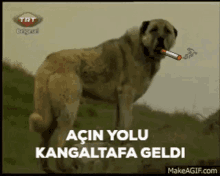 Kangal Kangallarısevmek GIF - Kangal Kangallarısevmek Köpek Değil Kangal GIFs