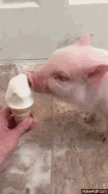 Piglet Ice Cream GIF - Piglet Ice Cream Pig GIFs