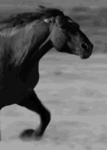 Horse Running GIF - Horse Running Stallion GIFs