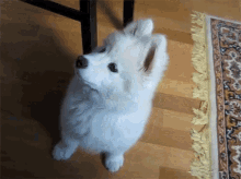 Samoyed Puppy GIF - Samoyed Puppy Cute GIFs