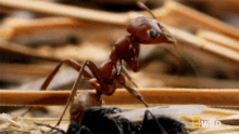 Antennae Ants GIF - Antennae Ants Long Live The Queen GIFs