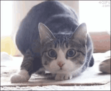 Shake It GIF - Shake It Wiggle Cat GIFs