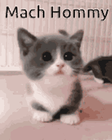 Mach Hommy Cat GIF - Mach Hommy Cat Cruke GIFs