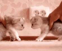 Boop Cats GIF - Boop Cats Kitten GIFs