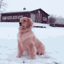 Dog Snow GIF - Dog Snow Pup GIFs