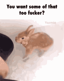 Angry Bunny GIF - Angry Bunny Rabbit GIFs