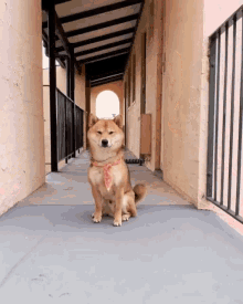 狗衝 Kongkee GIF - 狗衝 Kongkee Cute Dog GIFs