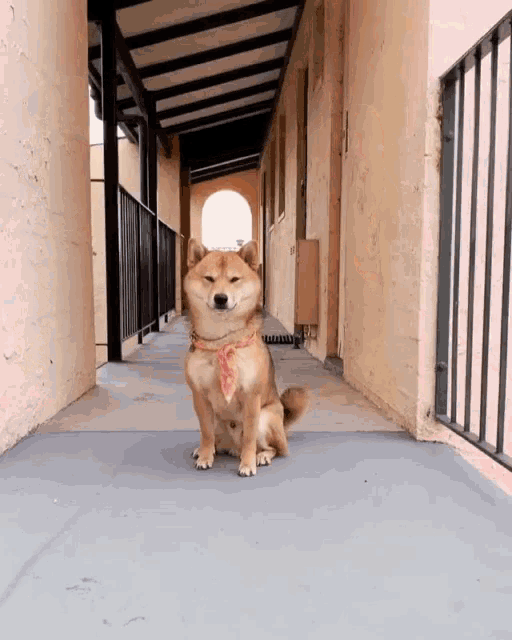 狗衝kongkee Gif 狗衝kongkee Cute Dog Discover Share Gifs