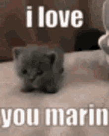 I Love You Marin Marin GIF - I Love You Marin Marin Kitten GIFs