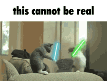 This Cannot Be Real Cat GIF - This Cannot Be Real Cat Star Wars GIFs