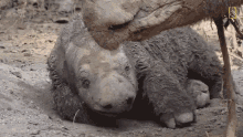 rhino tired