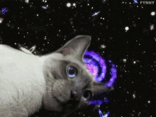 cat galaxy space spaced out