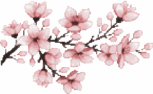 blossom