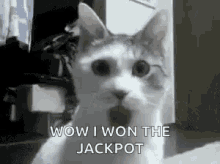 Cat Shocked GIF - Cat Shocked Jackpot GIFs