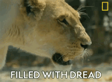 Filled With Dread Savage Kingdom GIF - Filled With Dread Savage Kingdom Lioness GIFs