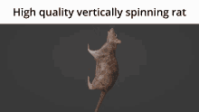 spinning rat