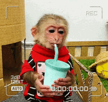 Funny Monkey Slurping Monkey GIF - Funny Monkey Monkey Slurping Monkey GIFs