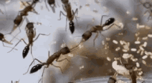 insect ant insect ant