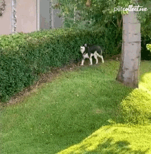 Rubbing The Pet Collective GIF - Rubbing The Pet Collective Dog GIFs