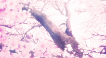 Sakura GIF - Sakura GIFs