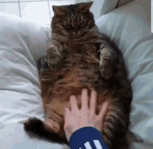 No Go Away GIF - No Go Away Fat Cat GIFs