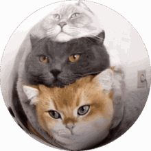 cat kitty csipio globe cat rotating