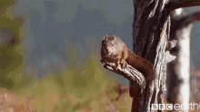 Squirrel Jumping GIF - Squirrel Jump Leap GIFs