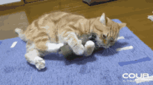 Kucing Granat GIF - Kucing Granat GIFs