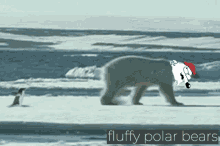 Penguin Polar Bear GIF - Penguin Polar Bear GIFs