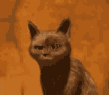 chat bott%C3%A9 cat what huh chat bott%C3%A9 cat what huh