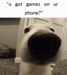 games phone dog wink winking dog