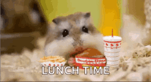 Lunch Time Hamster GIF - Lunch Time Hamster Eating GIFs