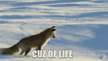 Cuz Cuzoflife GIF - Cuz Cuzoflife Foxden GIFs