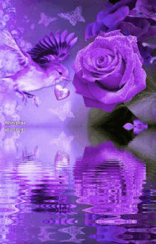 beautiful flower water bird purple