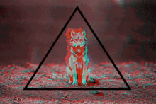 wolf triangle trippy