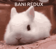 Bani Redux GIF - Bani Redux Baniredux GIFs